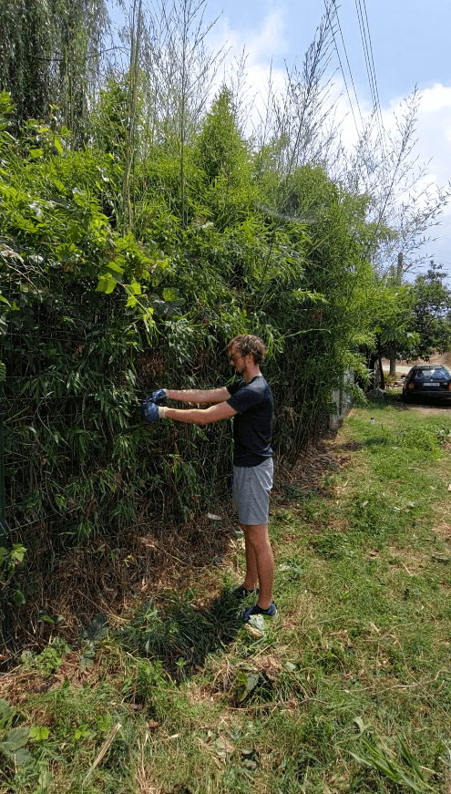 Daniel trimming a tall hedge