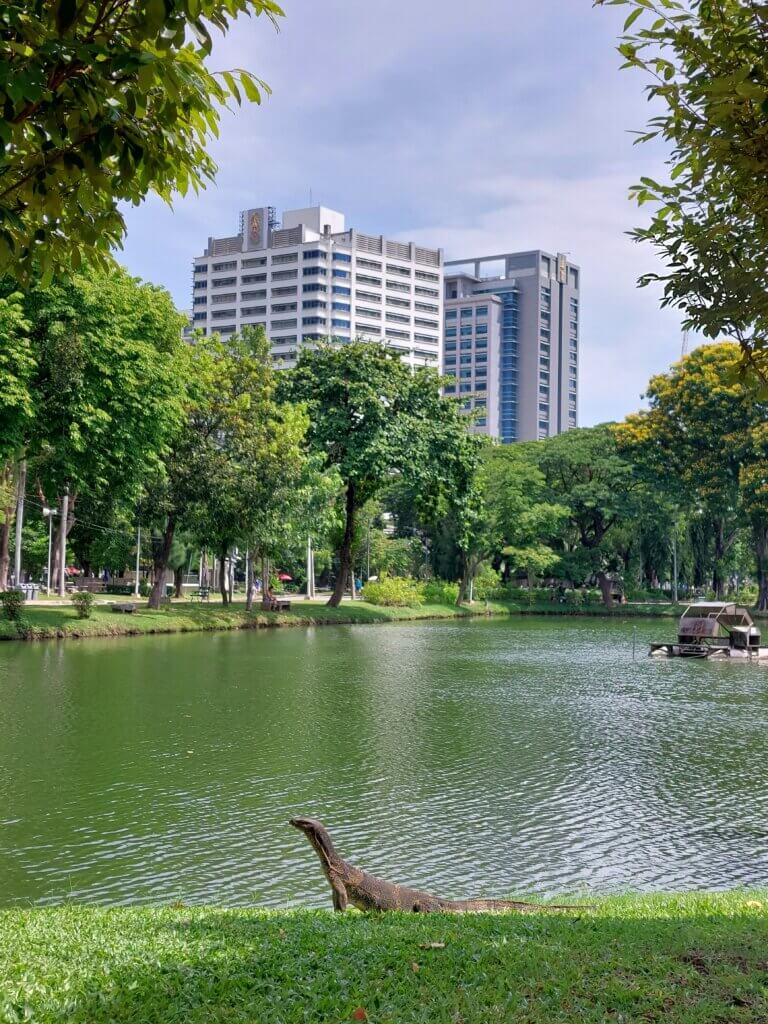 A view across a lake in the Lumphini Park with a monitor lizard posing in front of it