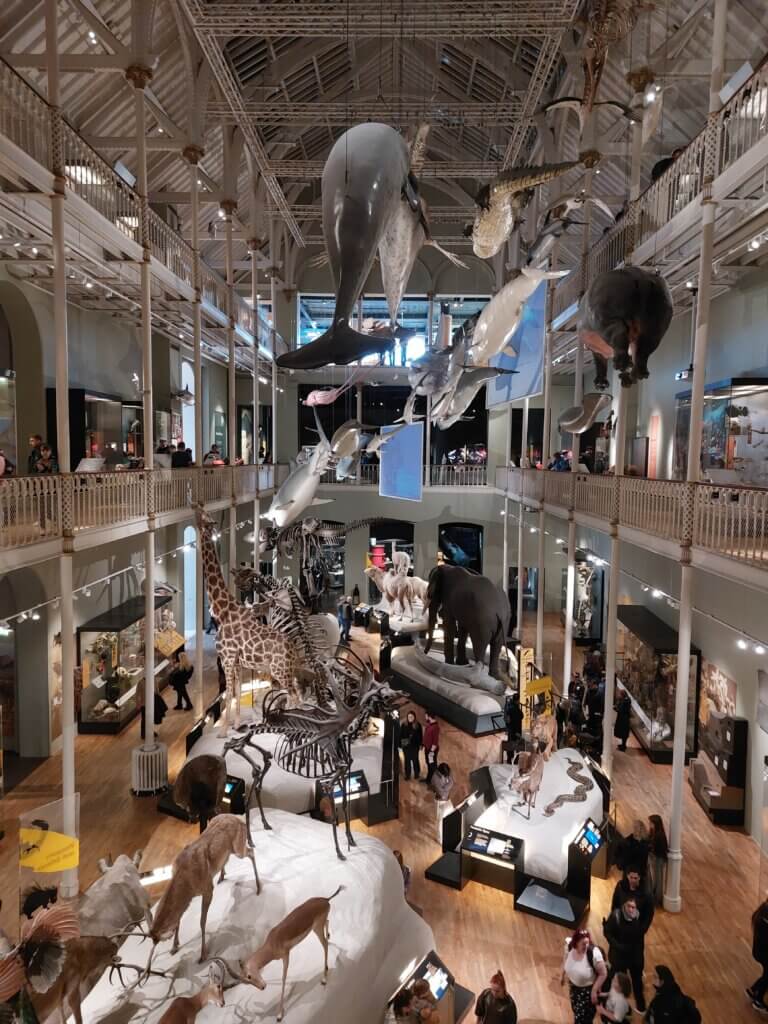 A big room in the National Museum of Scotland with many animals including ones suspended from the ceiling 