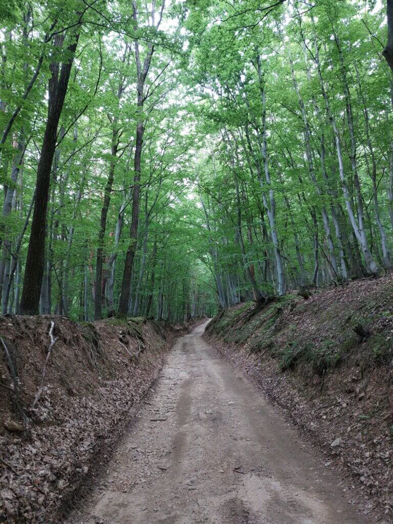 A forest path