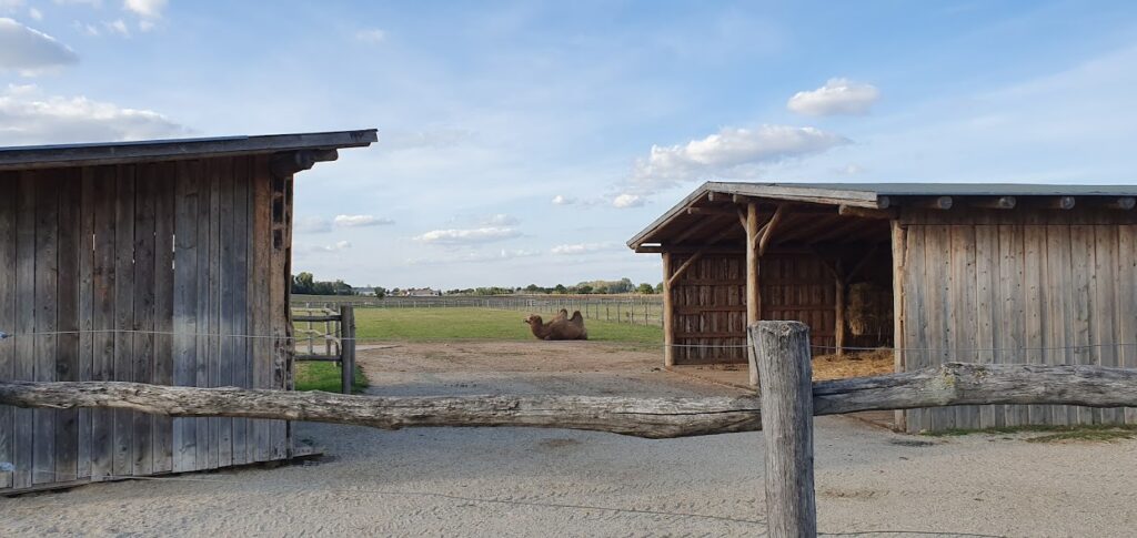 A camel sitting next to a camel shelter