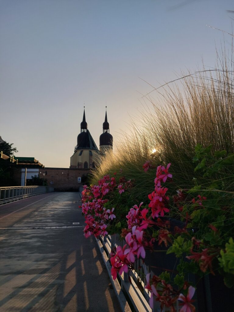 A shot of flowers with a church in the background