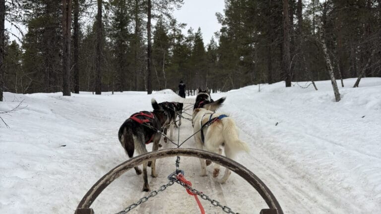 Finland Saariselka Husky Ride Featured Resized