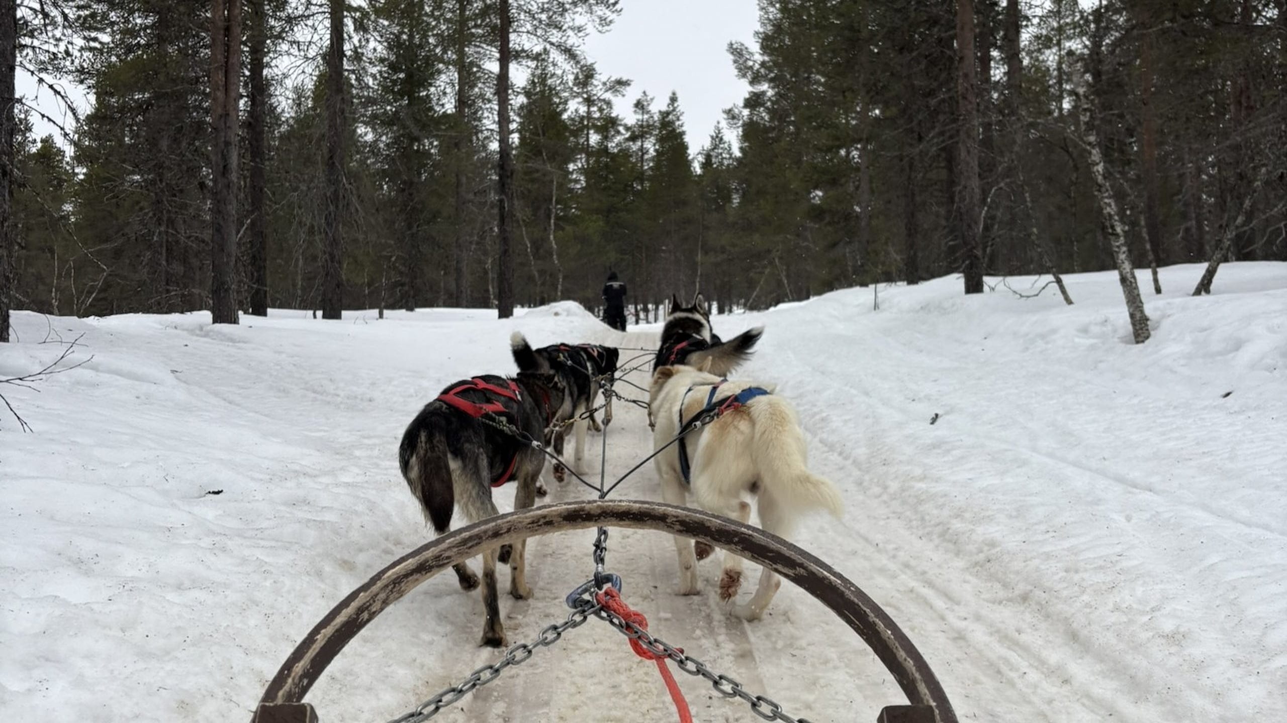 Finland Saariselka Husky Ride Featured Resized