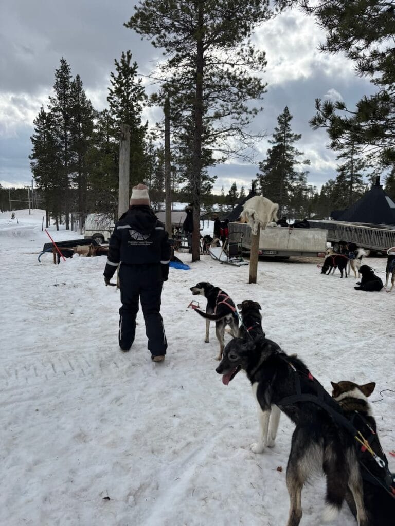 Husky dogs and Mirka's sister