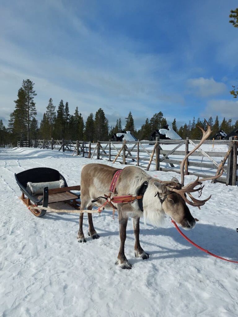 Reindeer and a sleigh