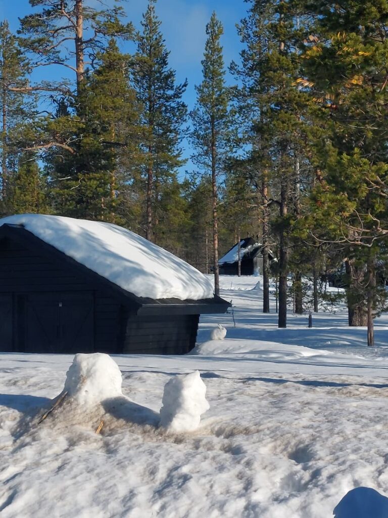 Arctic bunny in the snow