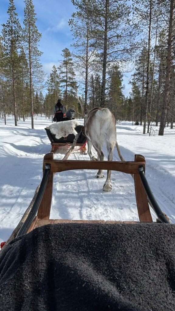Daniel at the front of a reindeer sleigh ride in Lapland