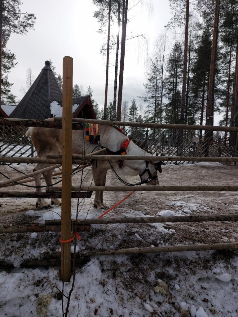 Sad-looking reindeer, tied to a fence, standing on dirty snow