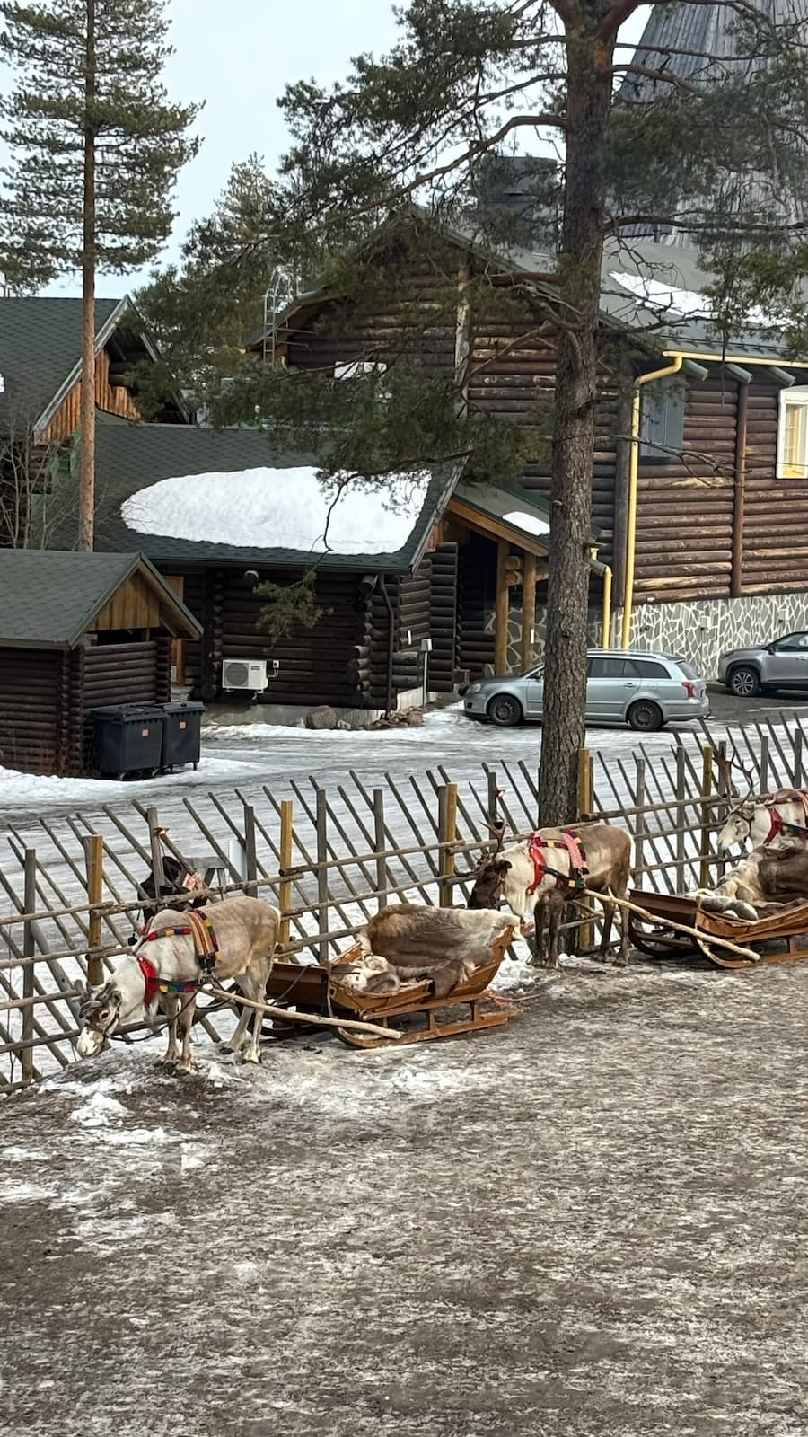 Reindeer tied to a wooden fence standing on a muddy snow