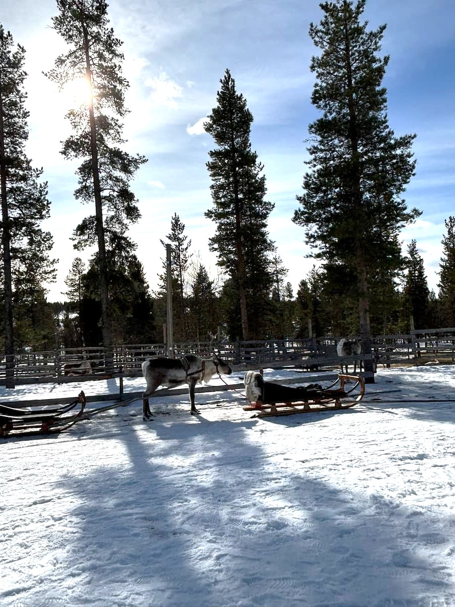 Reindeer standing on white snow