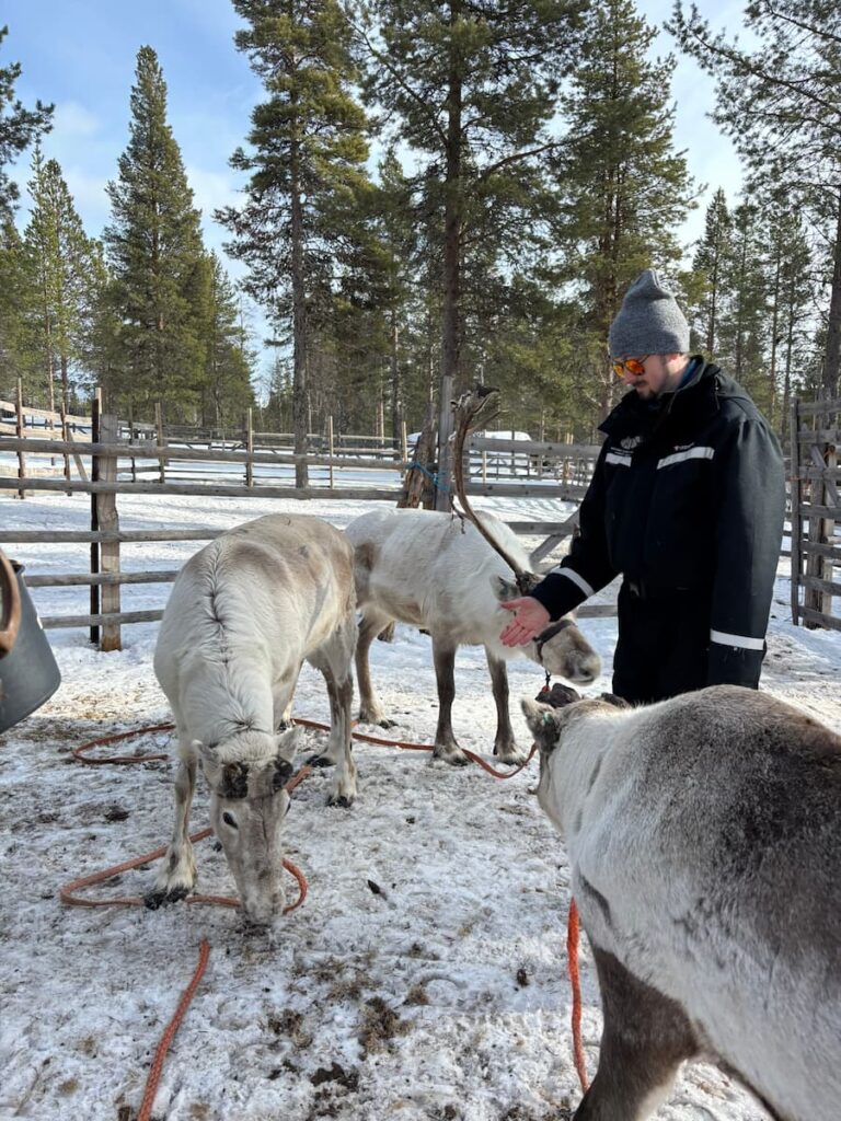 Daniel surrounded by three feeding reindeer