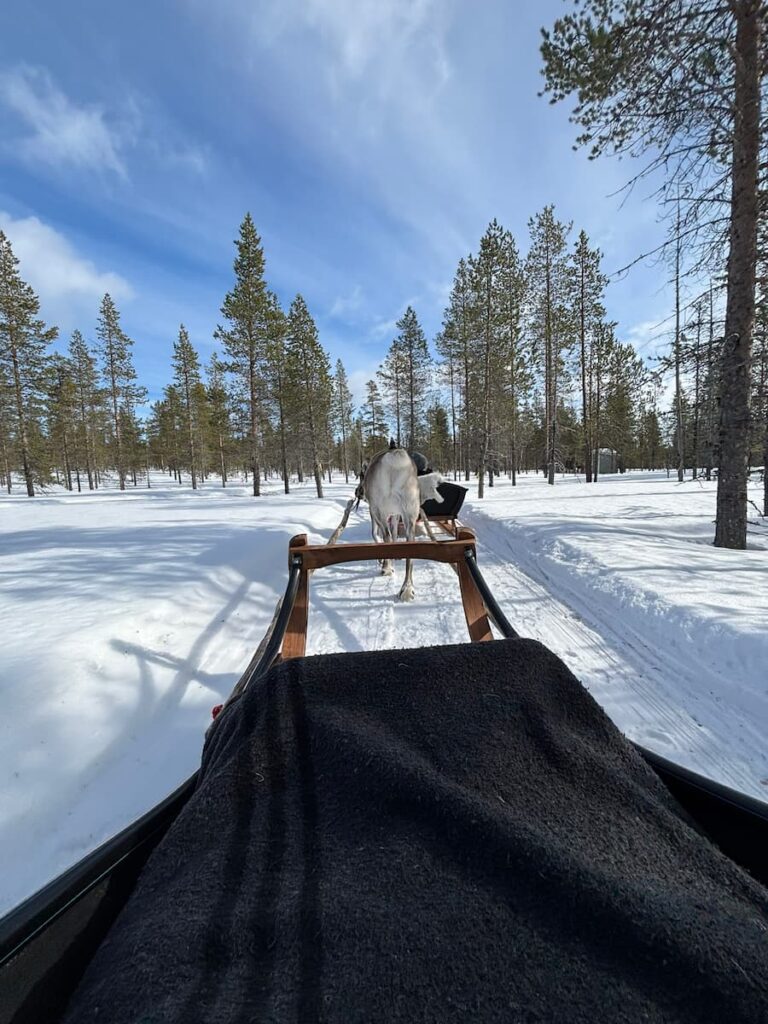 Reindeer sleigh ride in Lapland