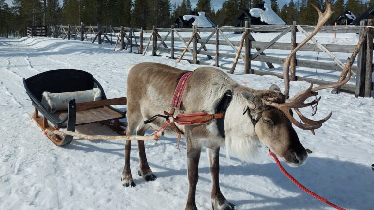 Finland Saariselka Reindeer Featured Resized