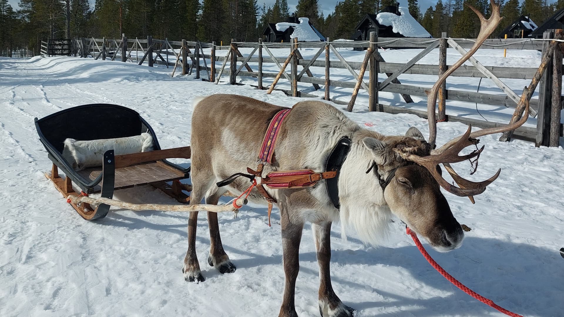 Finland Saariselka Reindeer Featured Resized