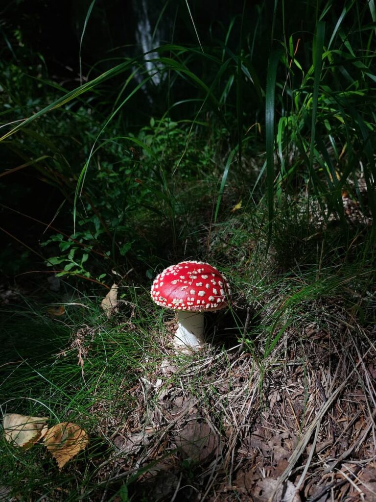 Enchanted…ish: Our Shockingly Bad 4 Star Hotel Stay in Slovakia 13 Toadstool in a green forest