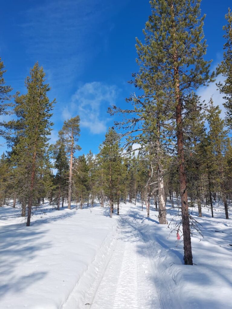 Snowmobile forest track