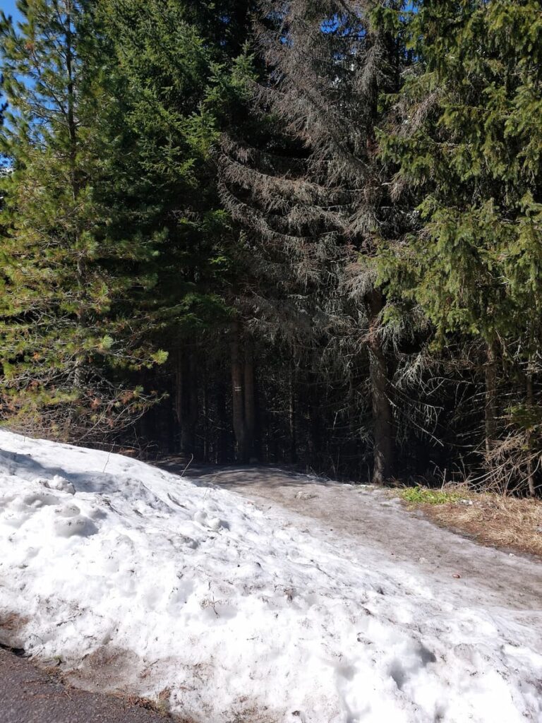Asphalt road and an icy forest trail