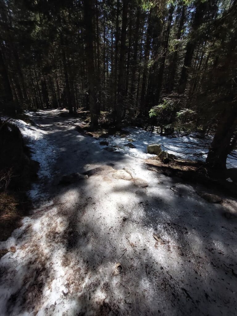 Icy path in a forest