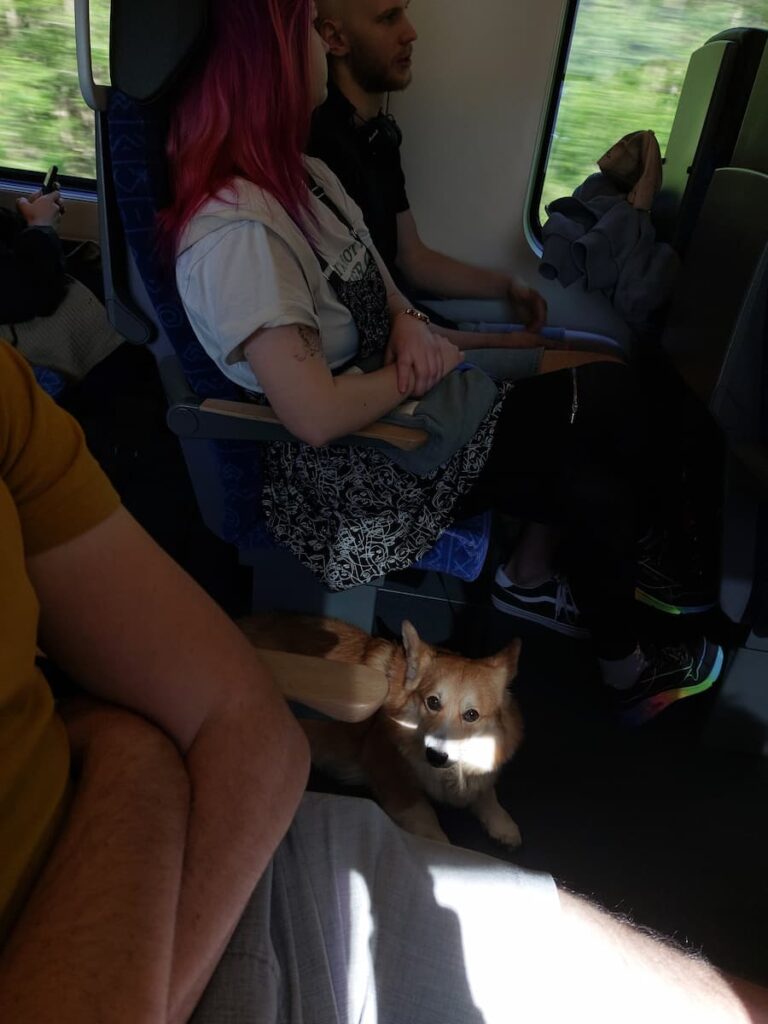 Corgi on a České dráhy train