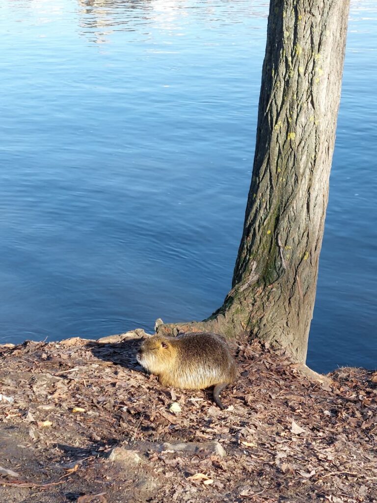 Nutria at Střelecký Island in Prague