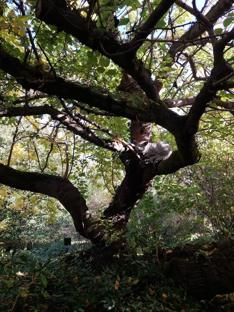 Cheshire Cat on a tree in Oxford Botanic Garden
