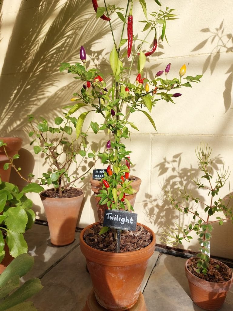 3 Days in Oxford: A Harry Potter & His Dark Materials Itinerary 5 Twilight chili pepper